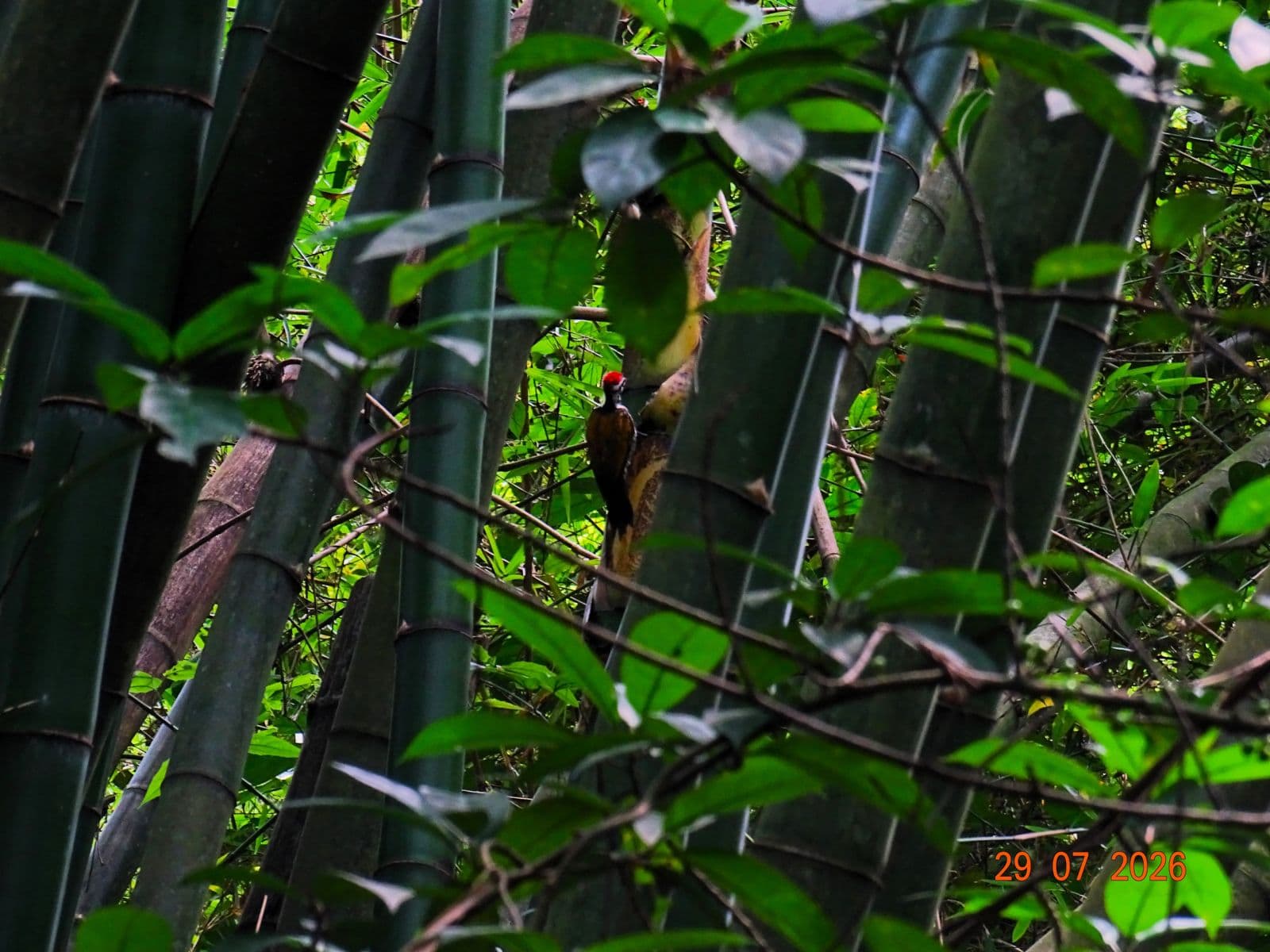 Common flameback woodpecker