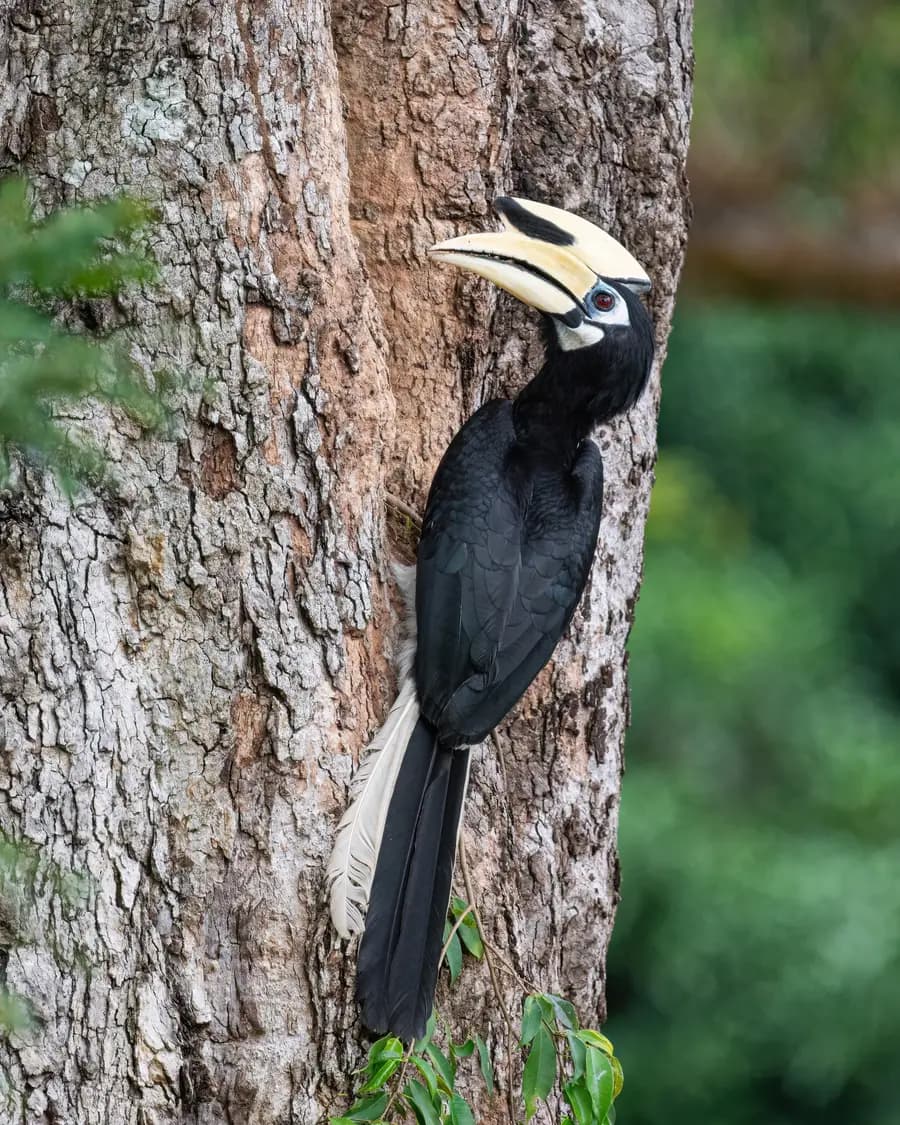 Oriental pied hornbill