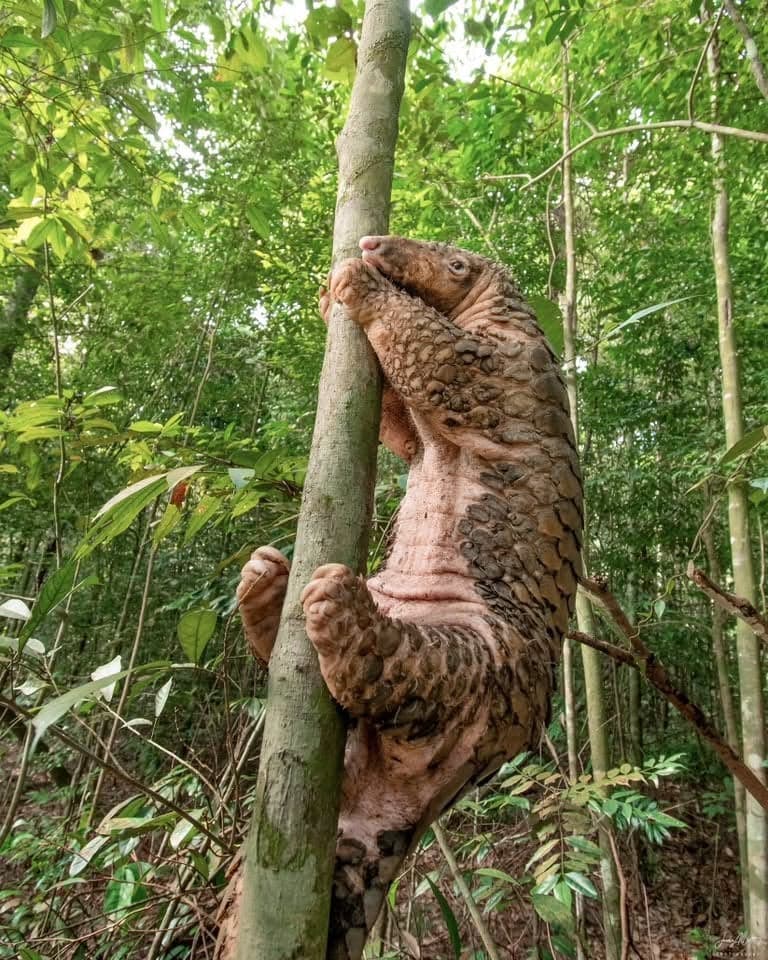 Sunda pangolin